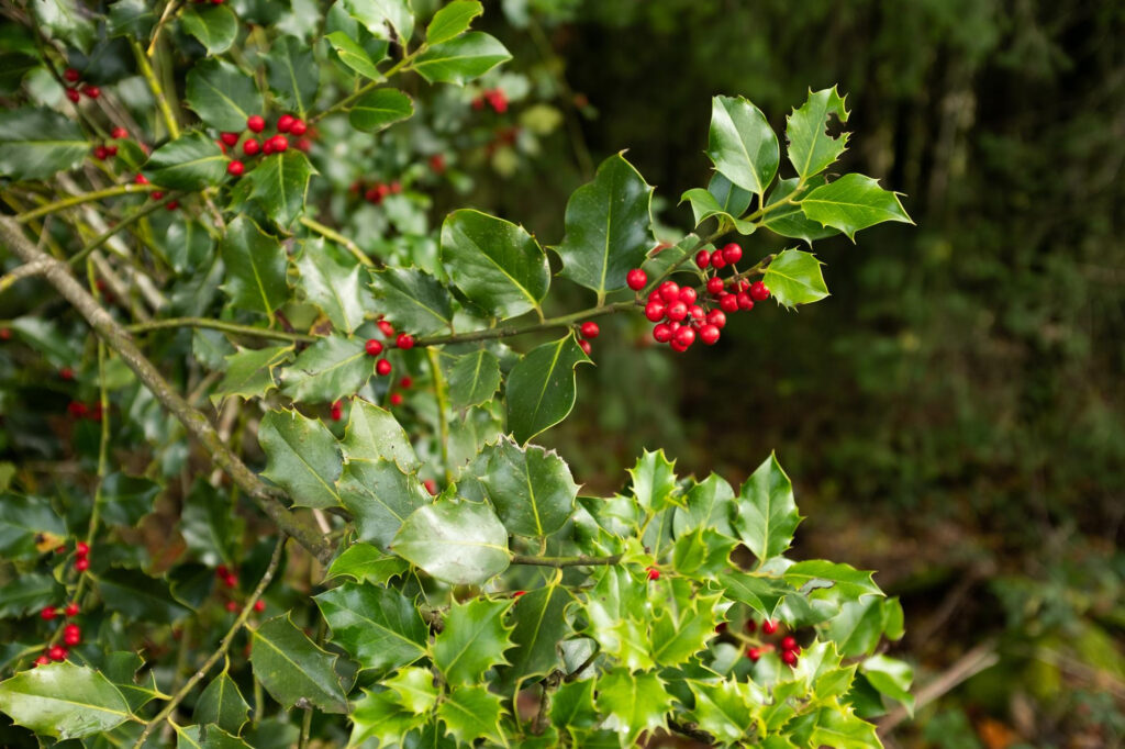American Holly