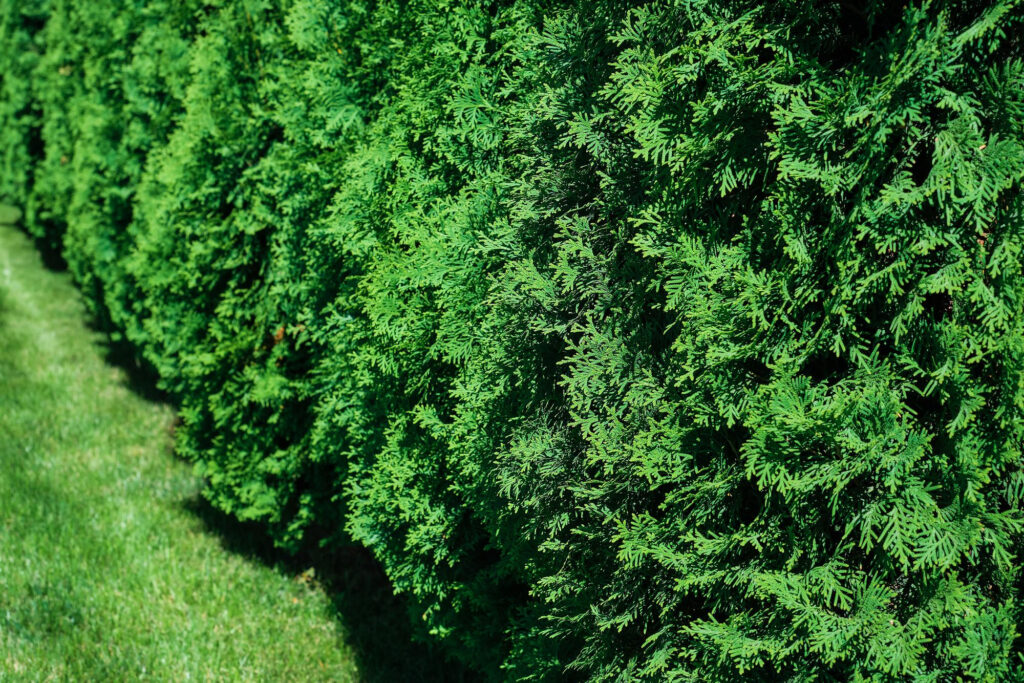 Arborvitae