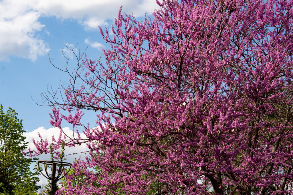 Eastern Redbud