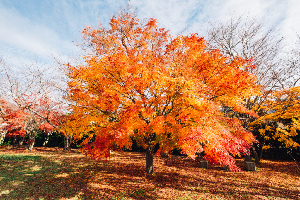 Japanese Maple