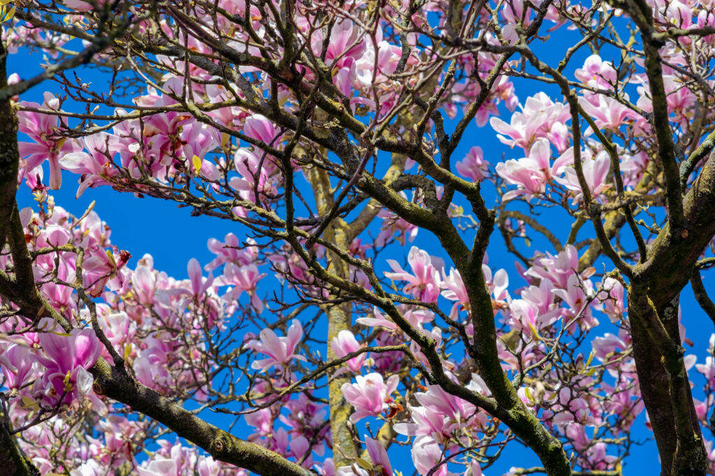 Magnolia