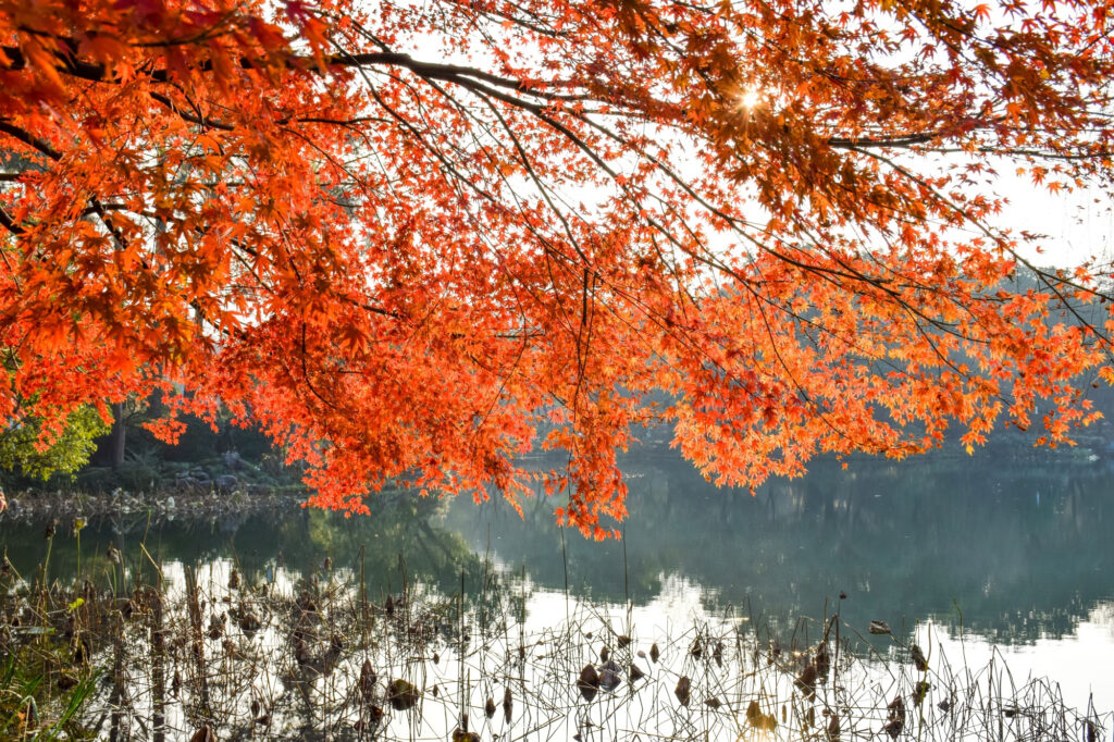 Red Maple