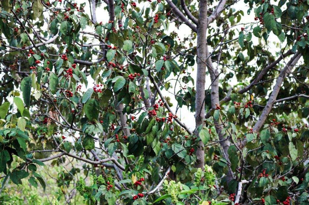 Serviceberry