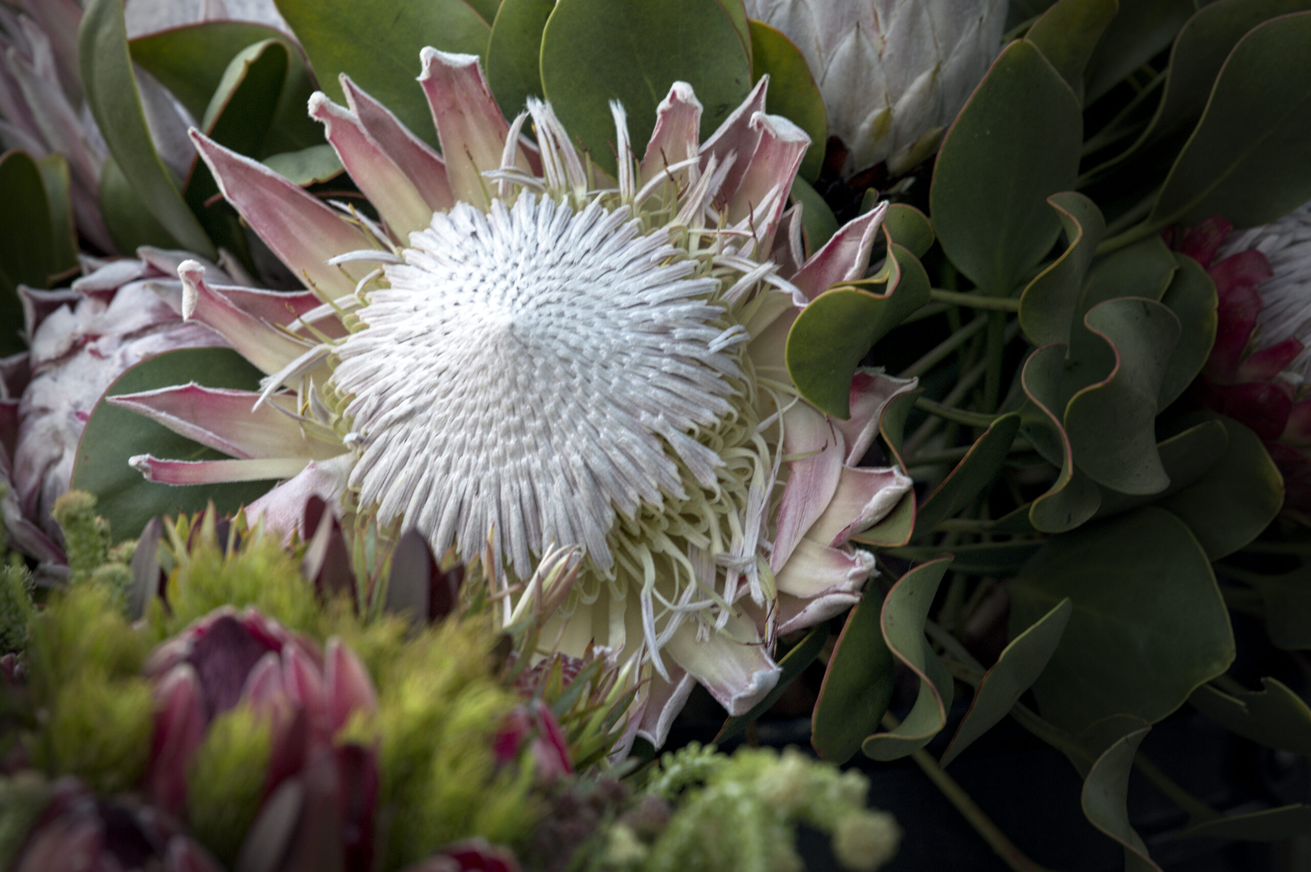Top 12 South Africa Plants: Native Flowers, Trees, and Succulents to Know