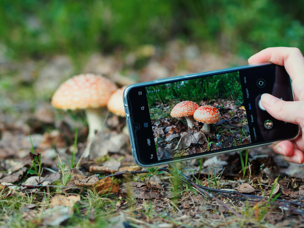 How to Determine a Mushroom