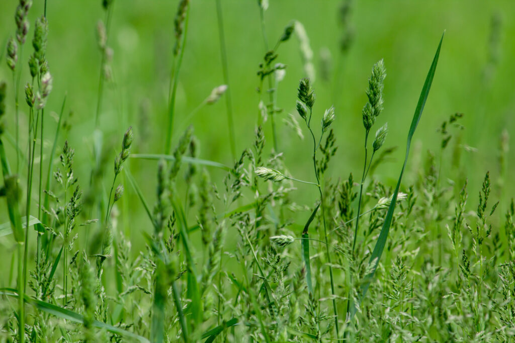 Common Characteristics of Weeds