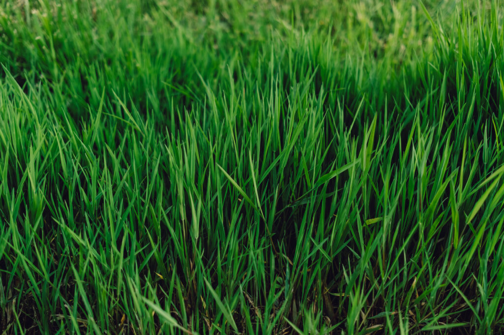 Distinctive Markers of Grasses