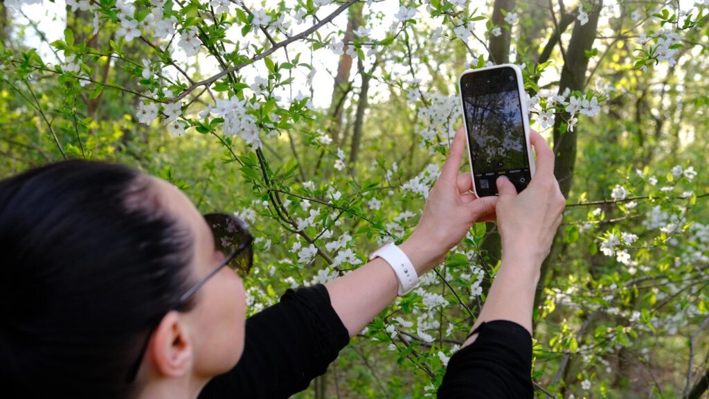 Identify Trees Step-by-Step