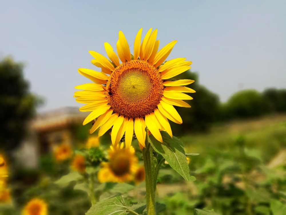 Best Summer Flowers For Your Garden - Sunflower (Helianthus annuus)