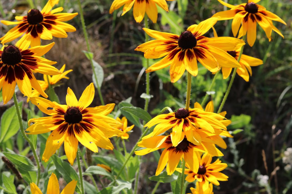 Best Summer Flowers For Your Garden - Black-eyed Susan (Rudbeckia hirta)