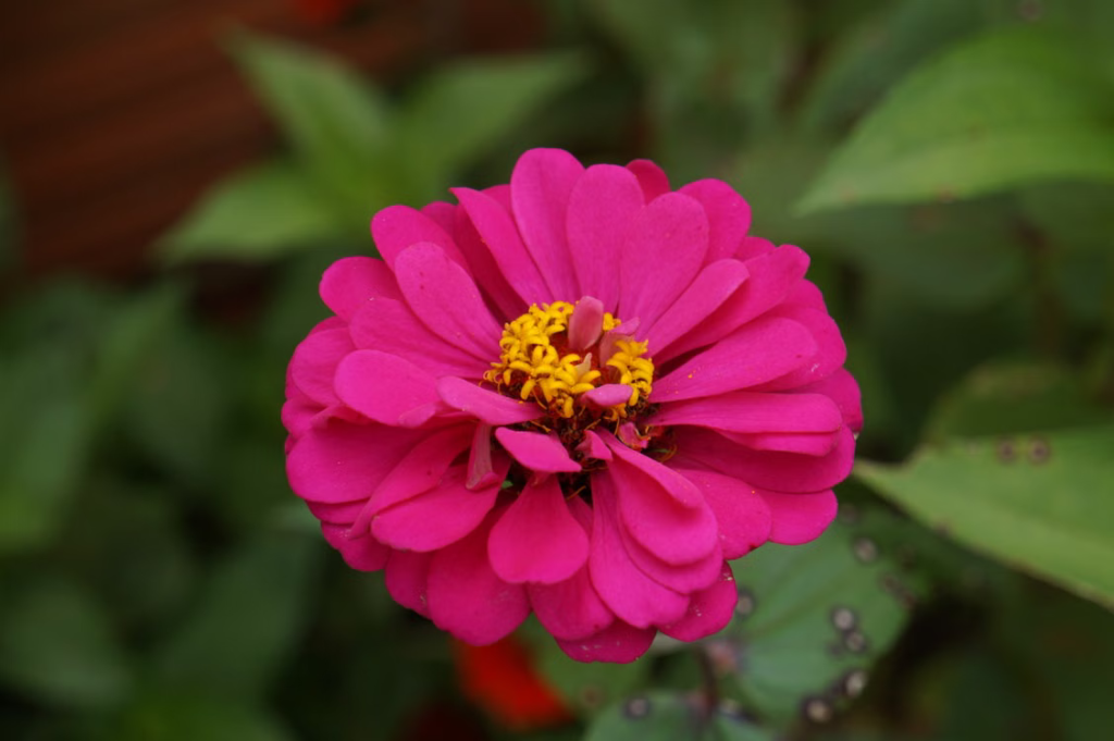 Best Summer Flowers For Your Garden - Zinnia (Zinnia elegans)