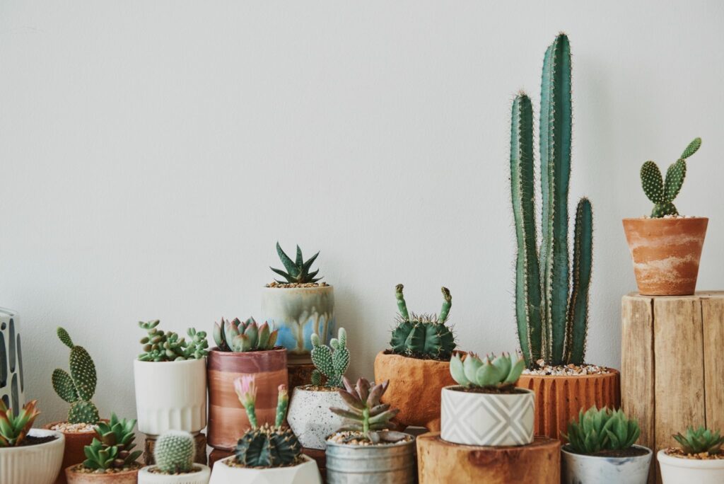 How Cactus Identification Works