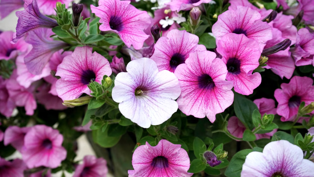 Best Summer Flowers For Your Garden - Petunia (Petunia × atkinsiana)