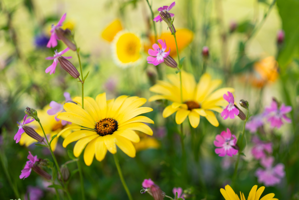 Best Summer Flowers For Your Garden