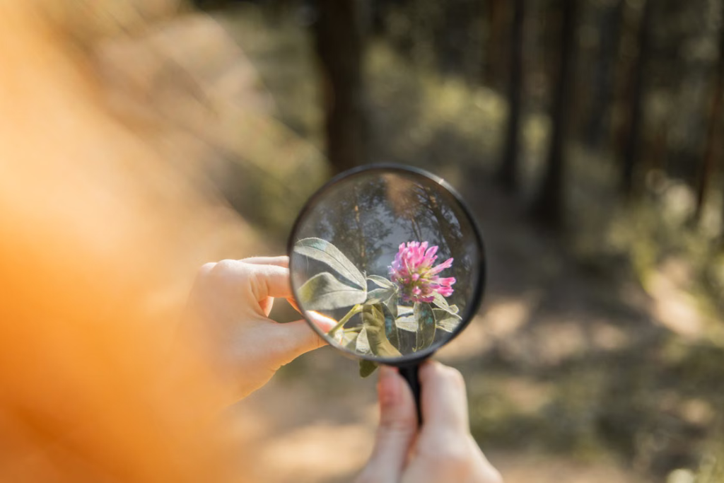 How to Identify a Flower