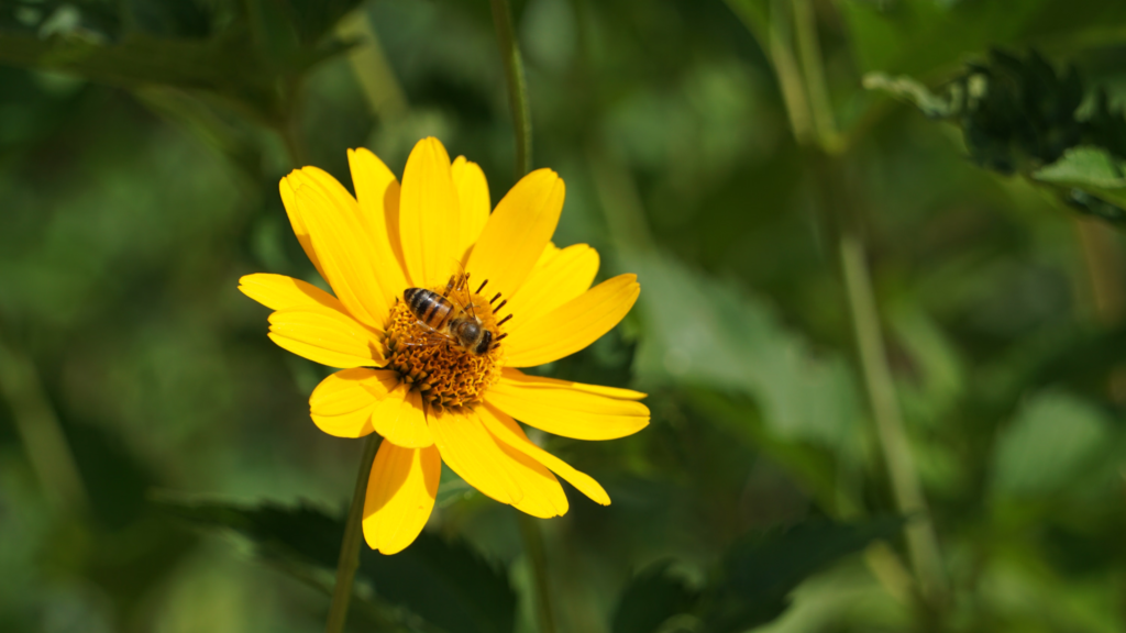 Guide to Flower Identification