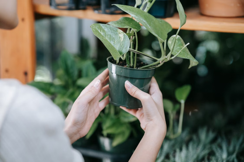 Characteristics of Houseplants