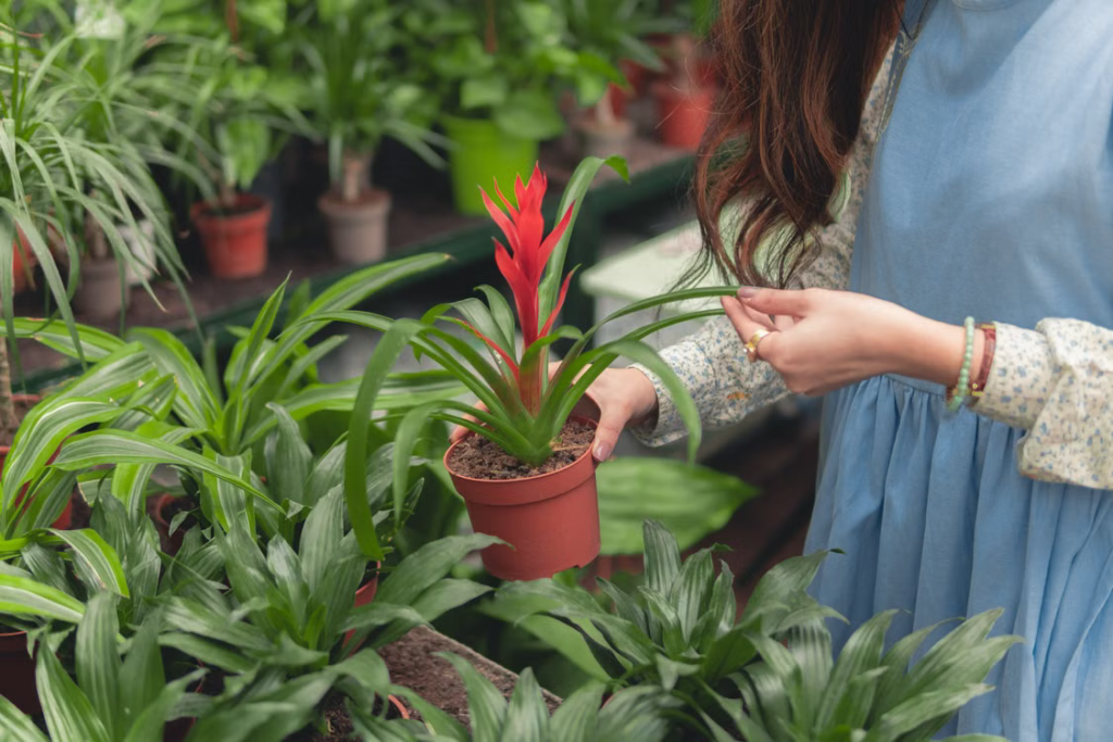 How to Identify Houseplants