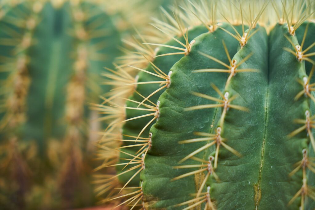 Cactus Identification