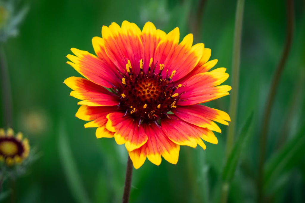 Best Summer Flowers For Your Garden - Blanket Flower (Gaillardia × grandiflora)