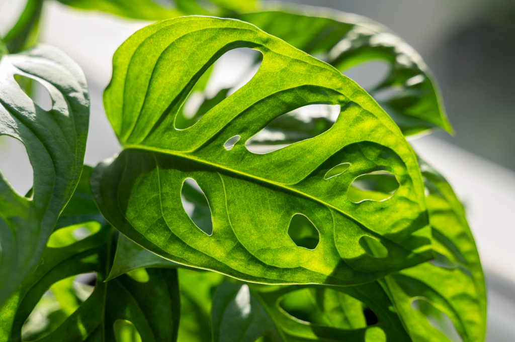Leaf Identification