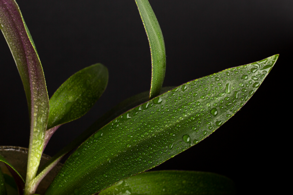 Leaf ID