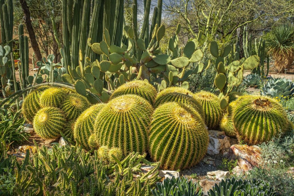 Where Cacti Grow