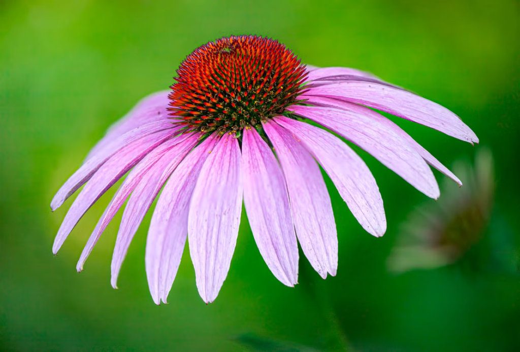 Best Summer Flowers For Your Garden - Purple Coneflower (Echinacea purpurea)