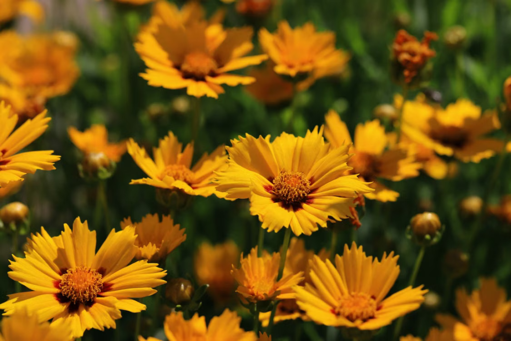 Best Summer Flowers For Your Garden - Coreopsis (Coreopsis grandiflora)