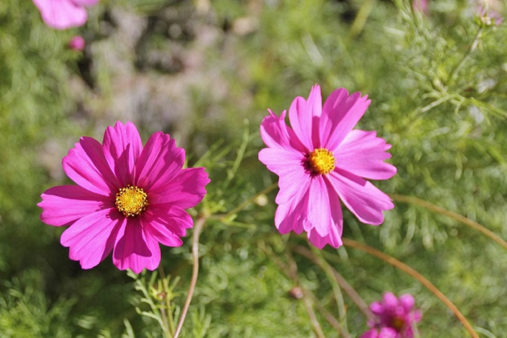 Best Summer Flowers For Your Garden - Cosmos (Cosmos bipinnatus)