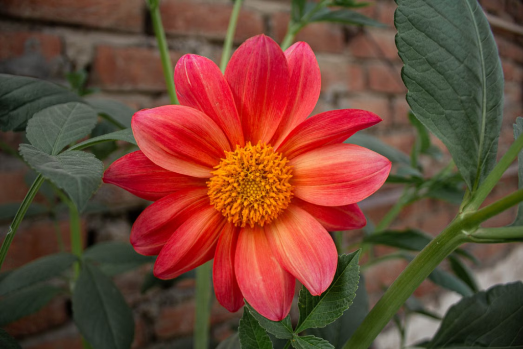 Best Summer Flowers For Your Garden - Dahlia (Dahlia pinnata)