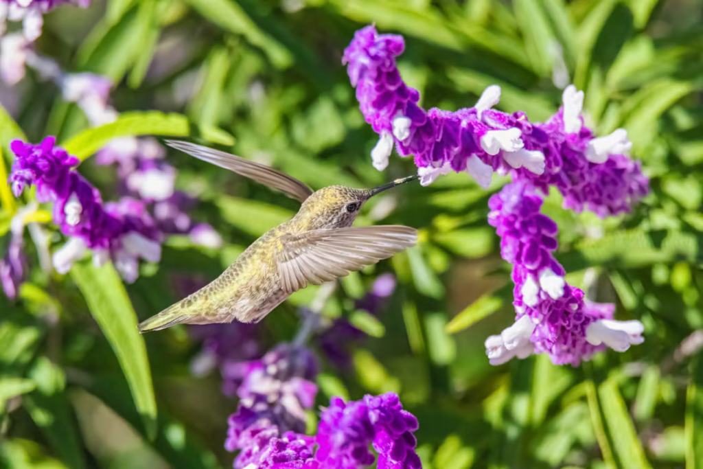 Best Summer Flowers For Your Garden - Salvia (Salvia nemorosa)