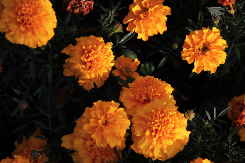 Best Summer Flowers For Your Garden - Marigold (Tagetes patula)