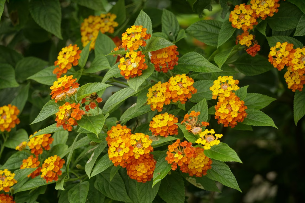 Best Summer Flowers For Your Garden - Lantana (Lantana camara)