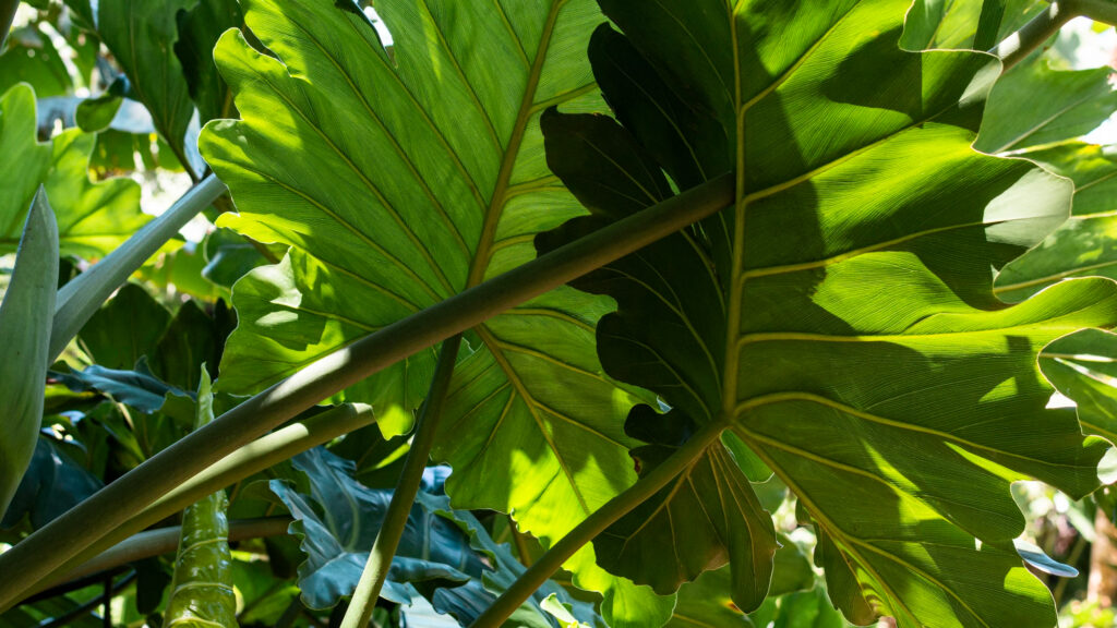 Tropical Identification