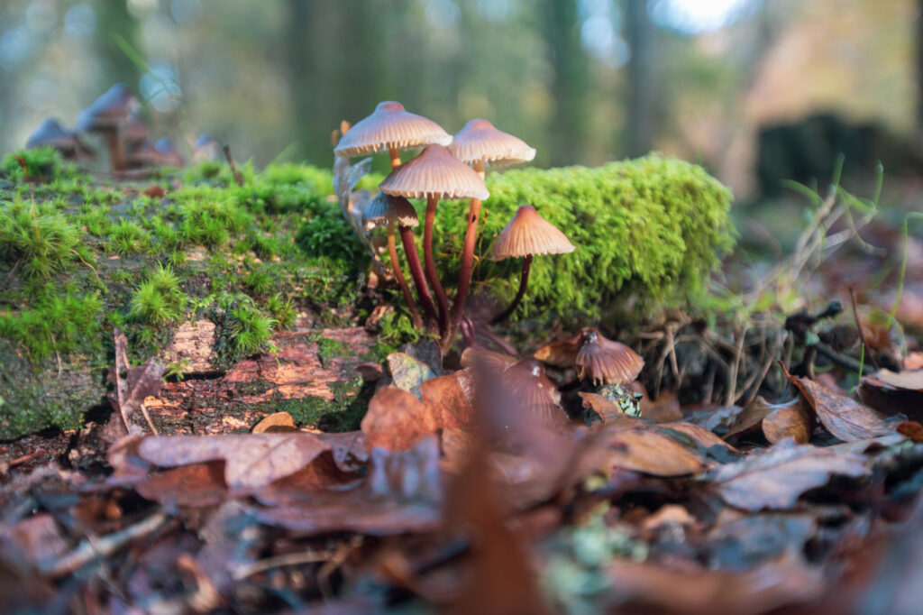 Botanical Features of Mushrooms