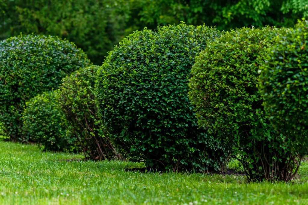 Shrubs Identification
