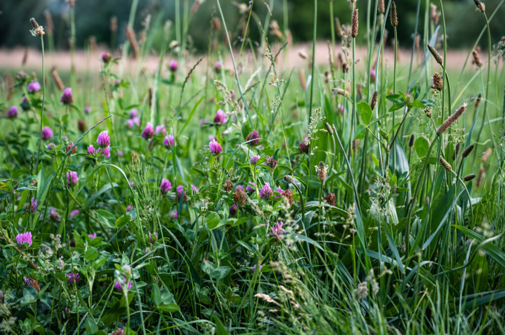 Grass Identification