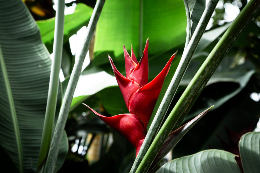 Identifying Tropical Plants