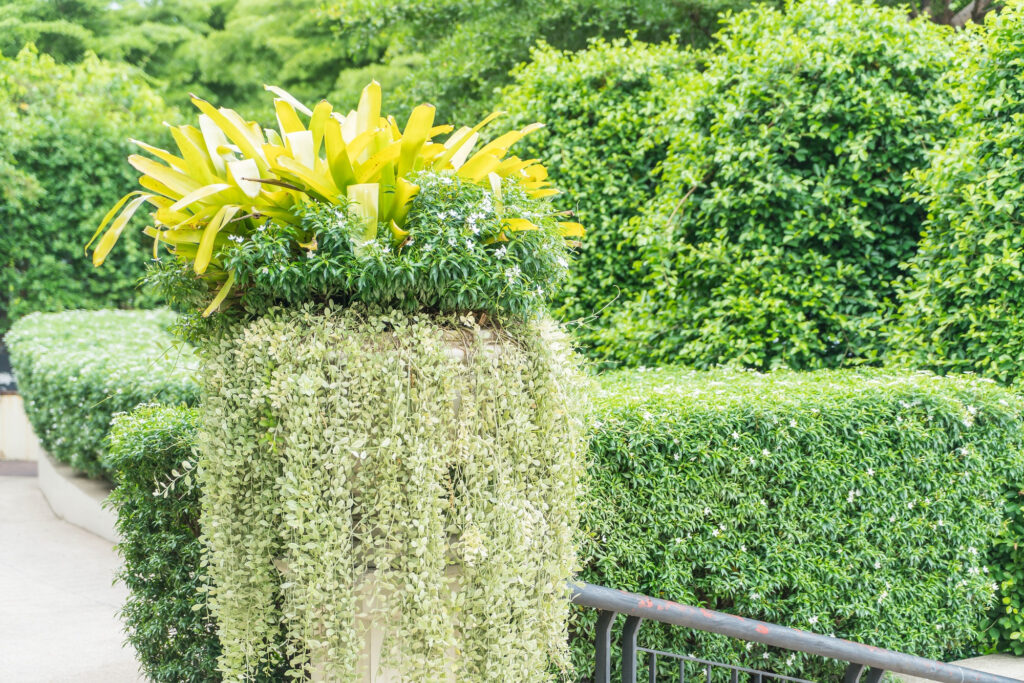 Shrub Characteristics