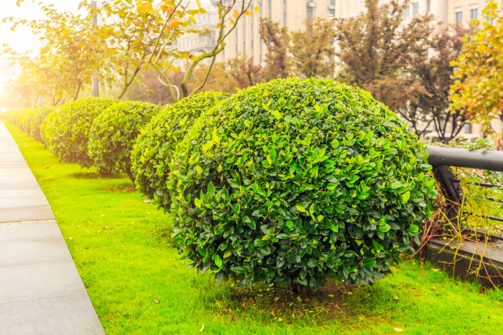 Shrub Identification Guide