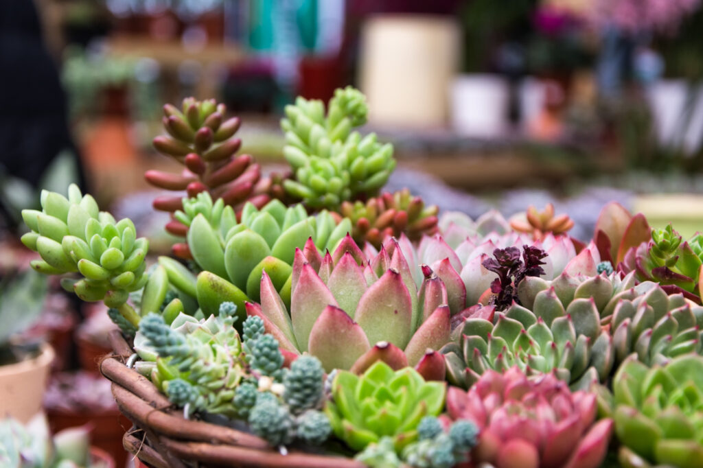 Features for Identifying Succulents