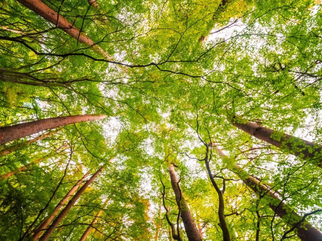 Common Tree Signs
