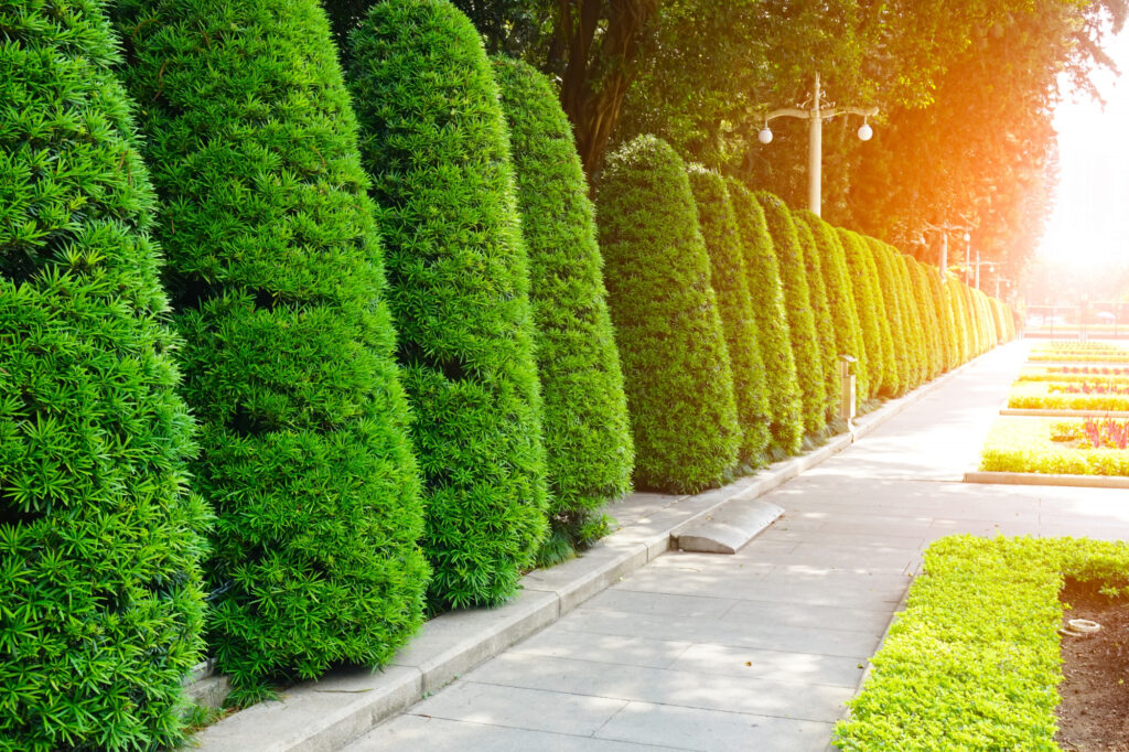 Top 7 Landscaping Trees for Every Garden