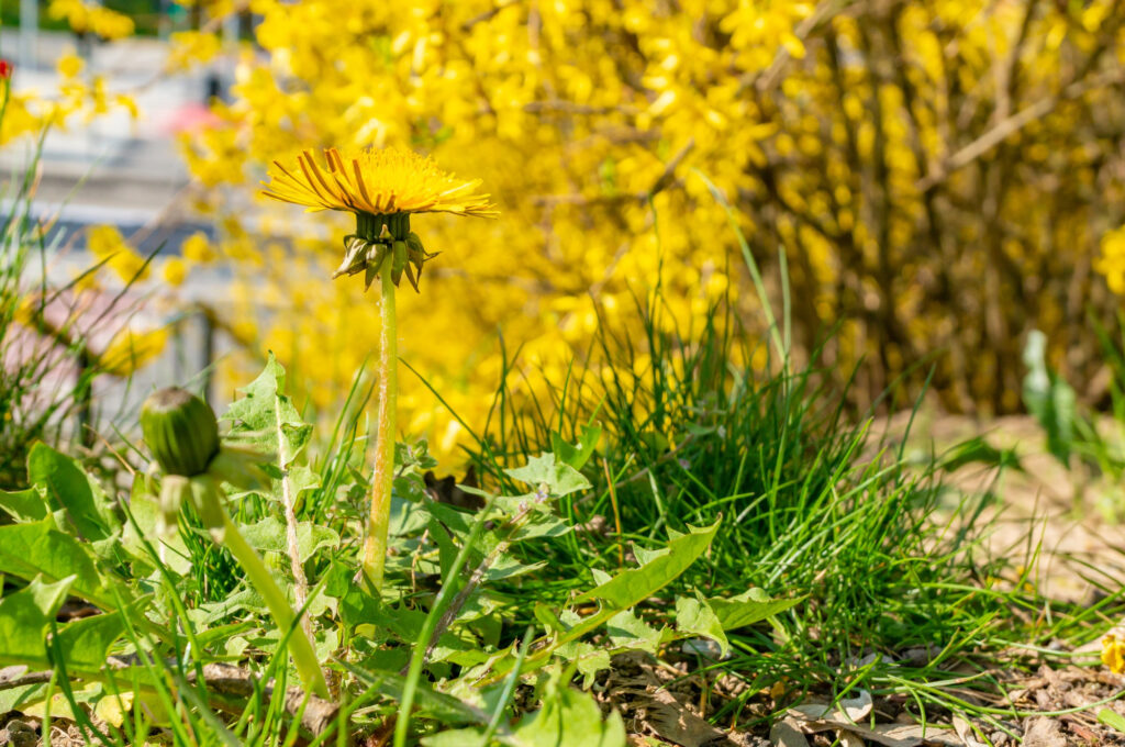 How to Identify Weeds