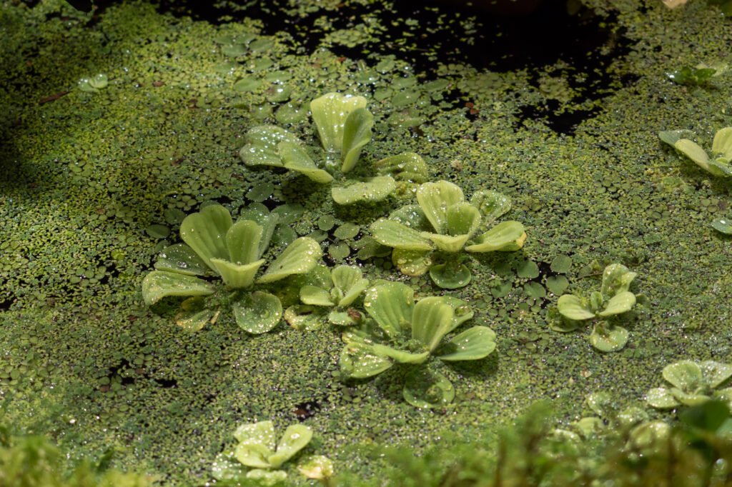 Aquatic Plant Identification Guide