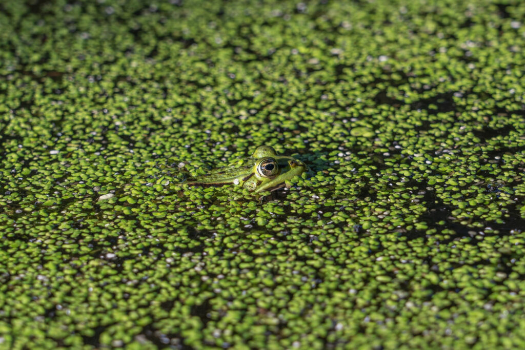What Aquatic Plants Often Have in Common