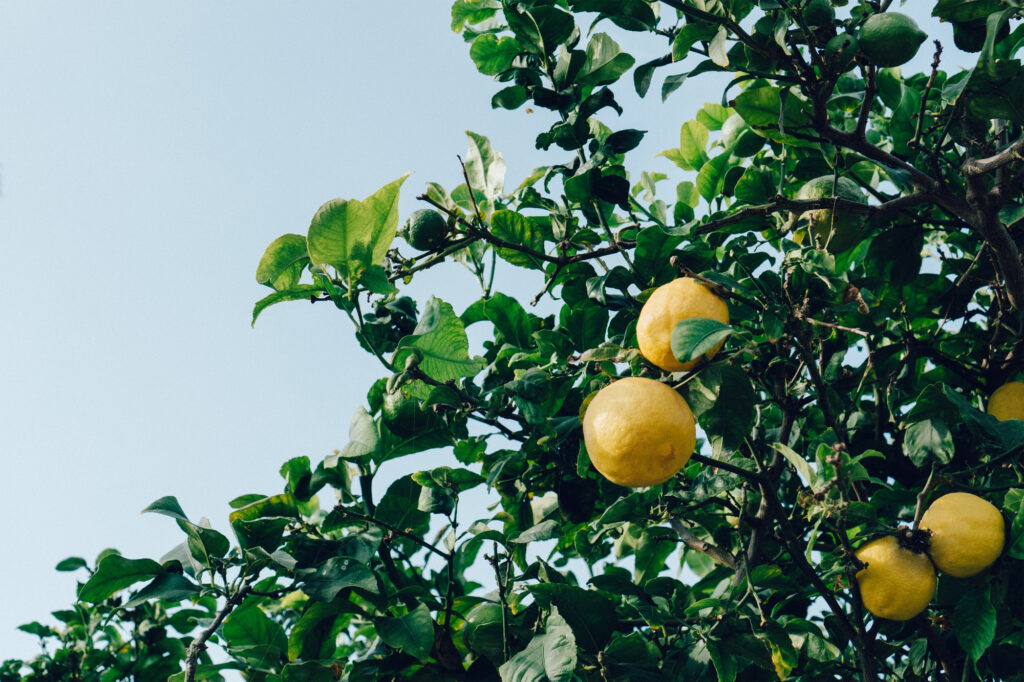 Lemon Tree Care: Tips for Growing a Healthy Tree