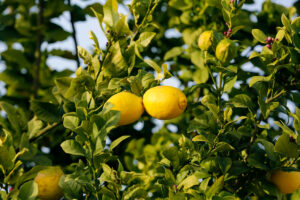 Lemon Tree Care