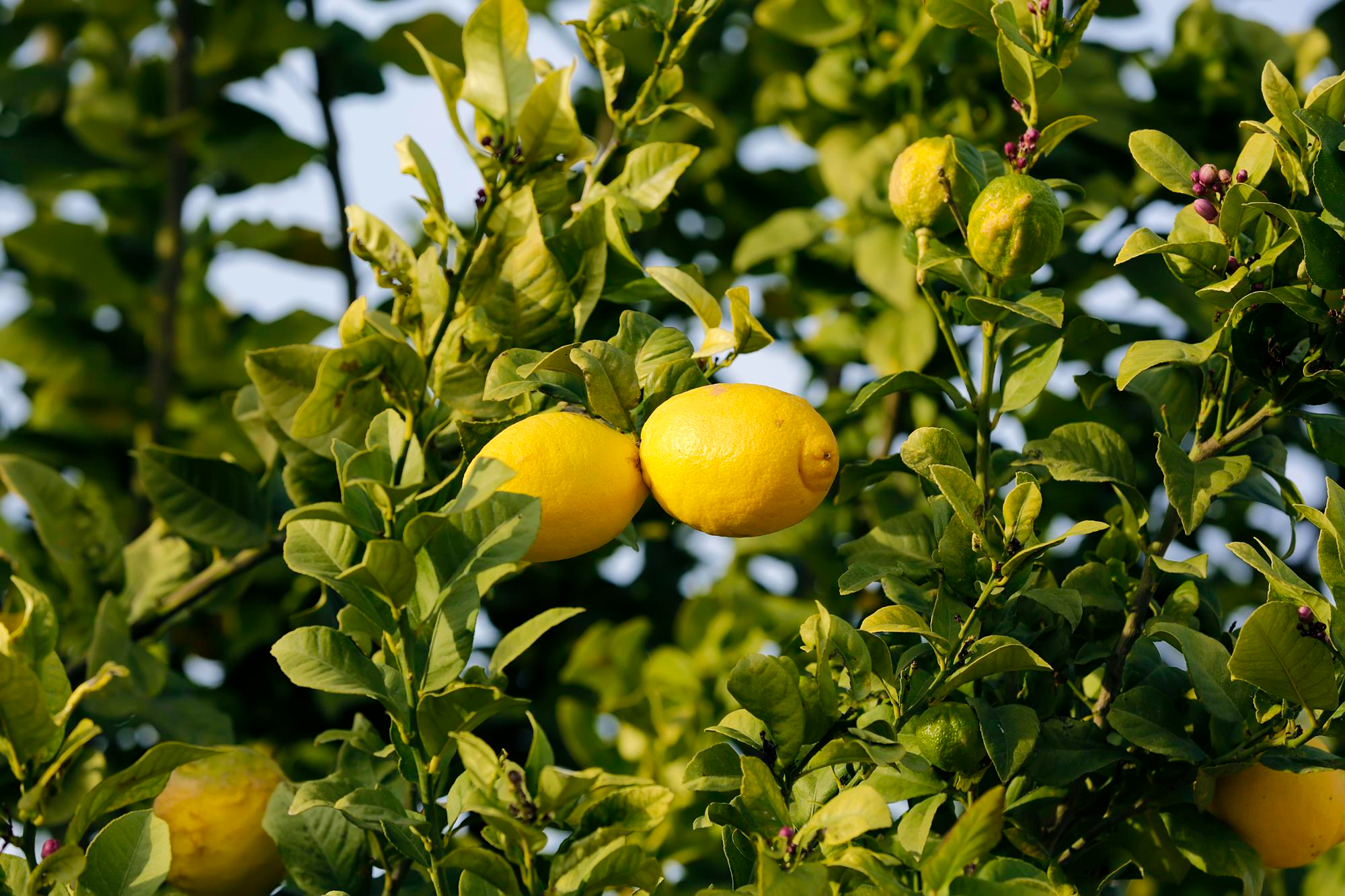 Lemon Tree Care: 6 Tips for Growing a Healthy Tree